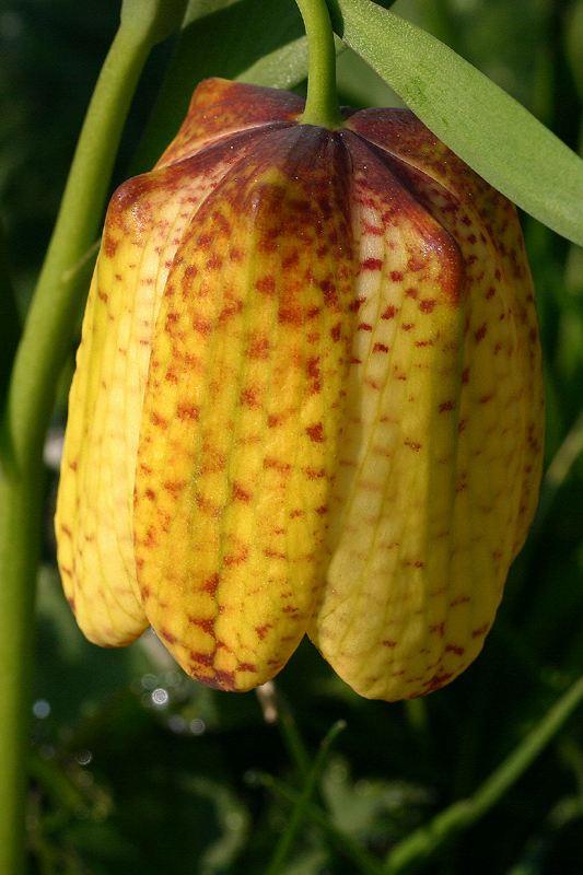Fritillaria tubaeformis subsp. moggridgei / Meleagride alpino